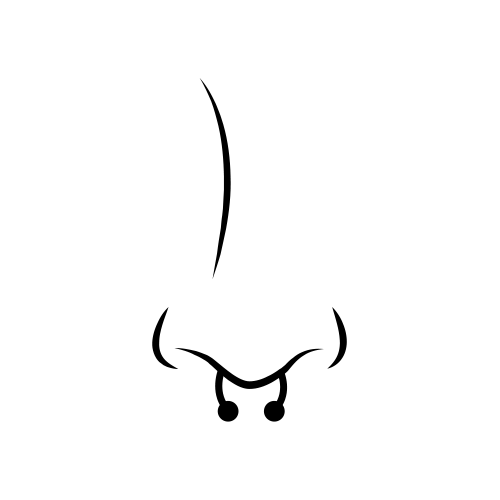 دیواره بینی